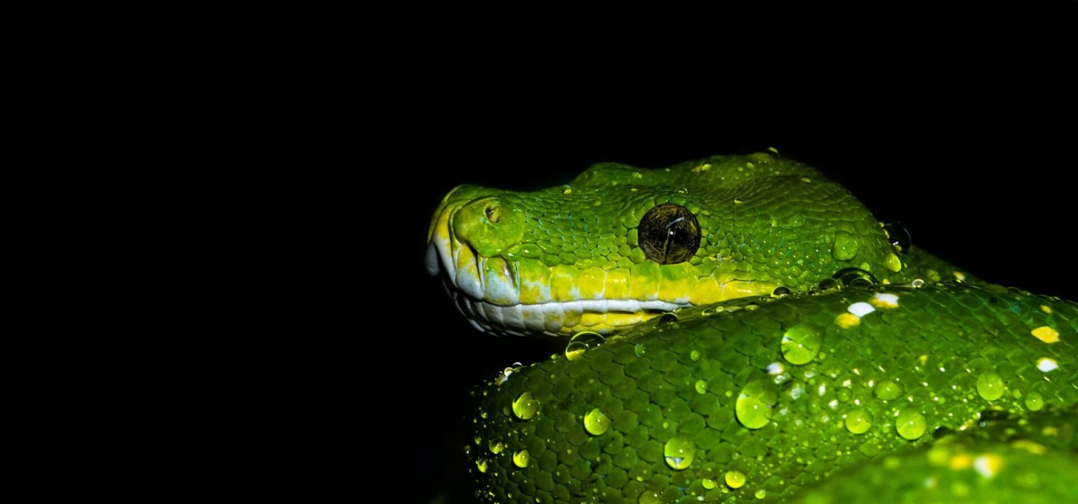 3 Ways to Open a Parquet File in Python - Easy